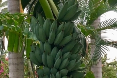 Bananas were abundant.