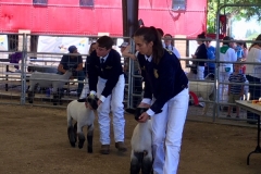 Placer County Fair. Cody & Courtney Anderson showing their sheep.