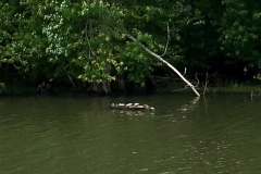 A family of turtles sunning themselves on Champlain Canal.