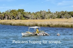 Pelicans hoping for scraps.