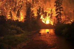 Deer poised to survive the fire.