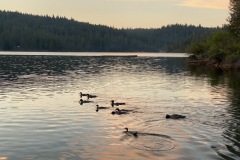 A large family of Common Mergansers catching dinner.