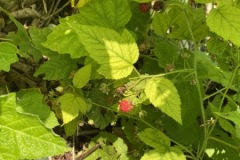 Wild strawberries at Cana Island Lighthouse.