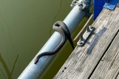 LEWS on Dock F. 2